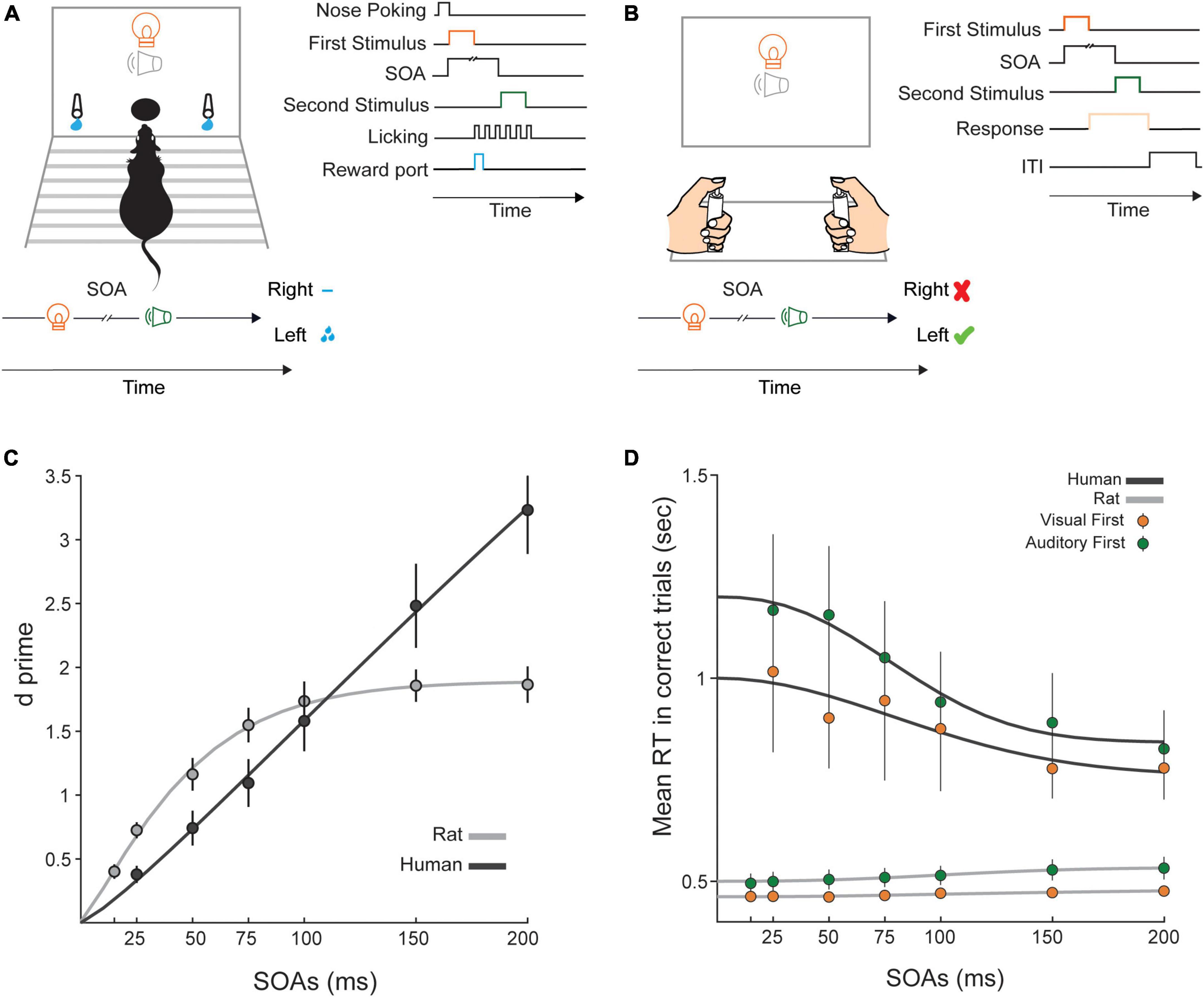 Temporal order judgment of multisensory stimuli in rat and human